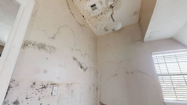 Best Biohazard Mold Removal  in Seven Points, TX