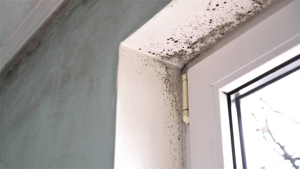 Best Mold Remediation for Vacation Homes  in Seven Points, TX