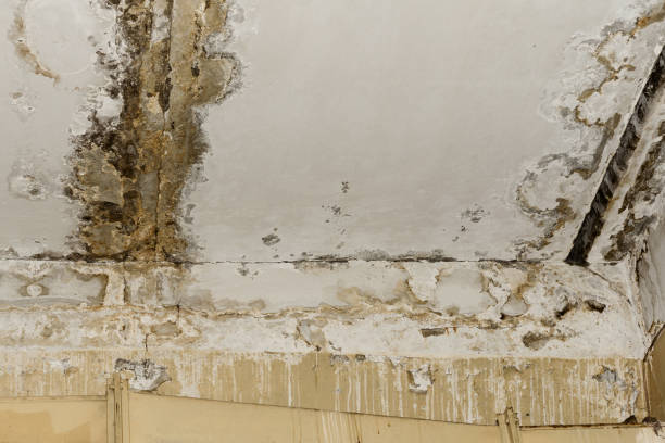Best Water Damage & Mold Remediation  in Seven Points, TX