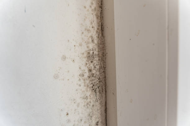 Best Mold Prevention Services  in Seven Points, TX